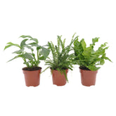 Collection de 3 plantes d'intérieur pour la salle de bain - Nephrolepis Duffii, Monstera minima, Asplenium Crispy Wave - Plantes
