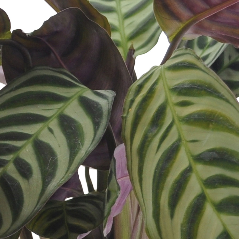 Collection de 3 plantes d'intérieur à feuillage marbré - Ctenanthe burle marxii, ctenanthe amagris, syngonium pixie® - Plantes d'intérieur