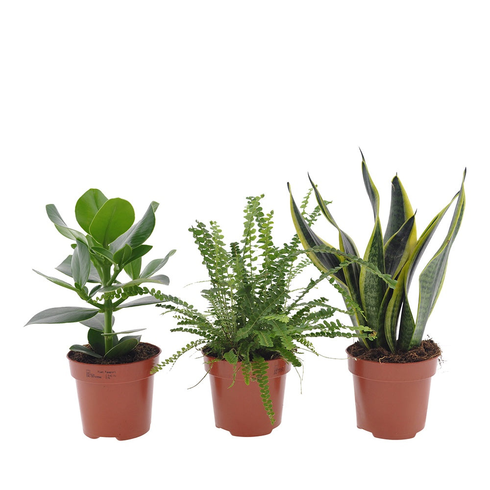 Collection de 3 plantes vertes pour petit espace - Clusia rosea princess,  nephrolepis duffi, sansevieria - Plantes