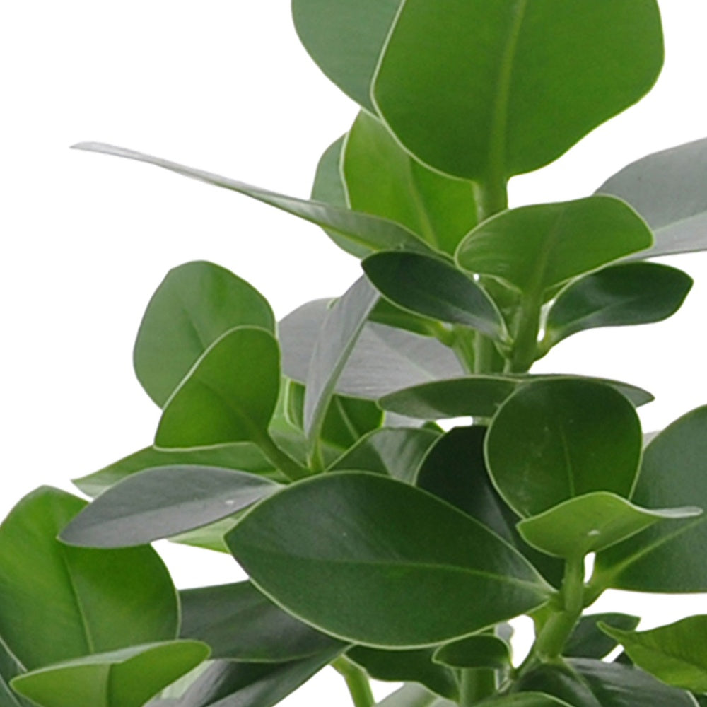 Collection de 3 plantes purificatrices d'air - Clusia, Asplenium 'Crispy Wave', Dypsis - Plantes d'intérieur