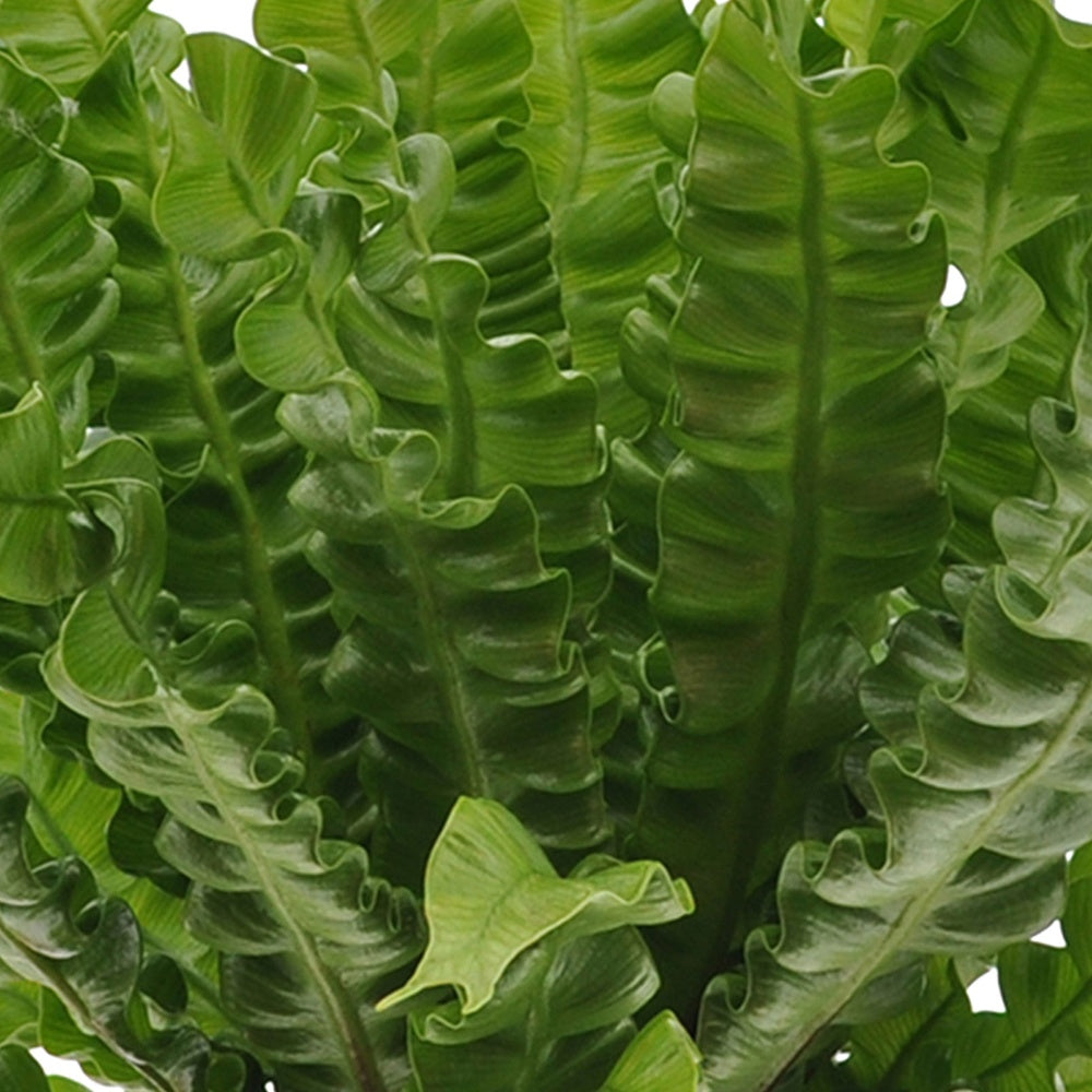 plante purificateur d'air Collection de 3 plantes purificatrices d'air faciles