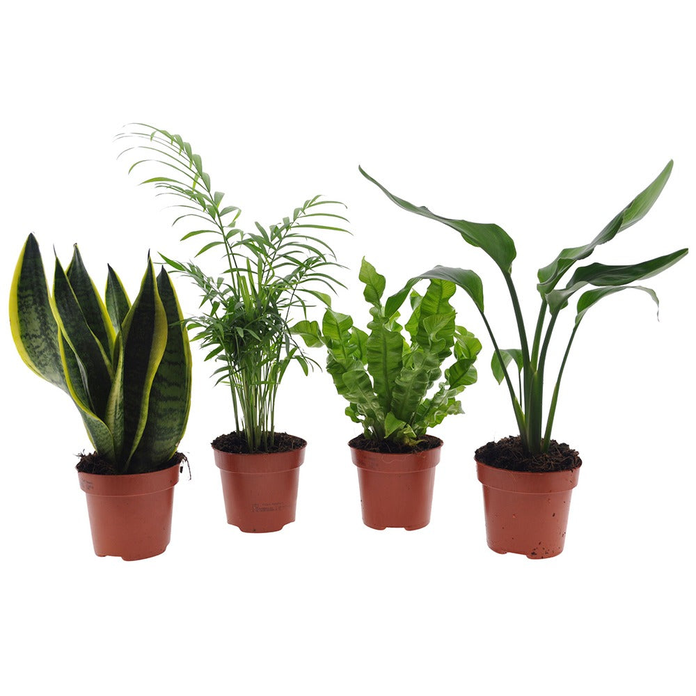 Collection de 4 plantes d'intérieur vertes -  strelitzia, chamaedorea, asplenium crispy wave, sansevieria
