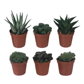 Haworthia Minima en mélange - Willemse