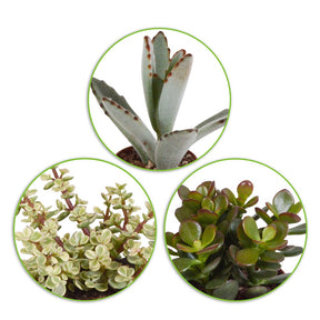 Collection de 5 succulentes - Crassula , 2 Echeveria , Portulacaria Afra, Kalanchoe Tomentosa - Plantes d'intérieur