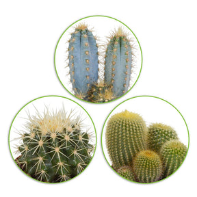 Mélange de 3 cactus -  eriocactus, pilosocereus, echinocactus