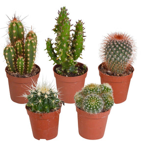 5 cactus en mélange - Mamilaria, Echinocactus, Eriocactus, Opuntiae -  mamilaria, echinicactus, eriocactus, opuntia & eriocactus - Cactus et plantes grasses