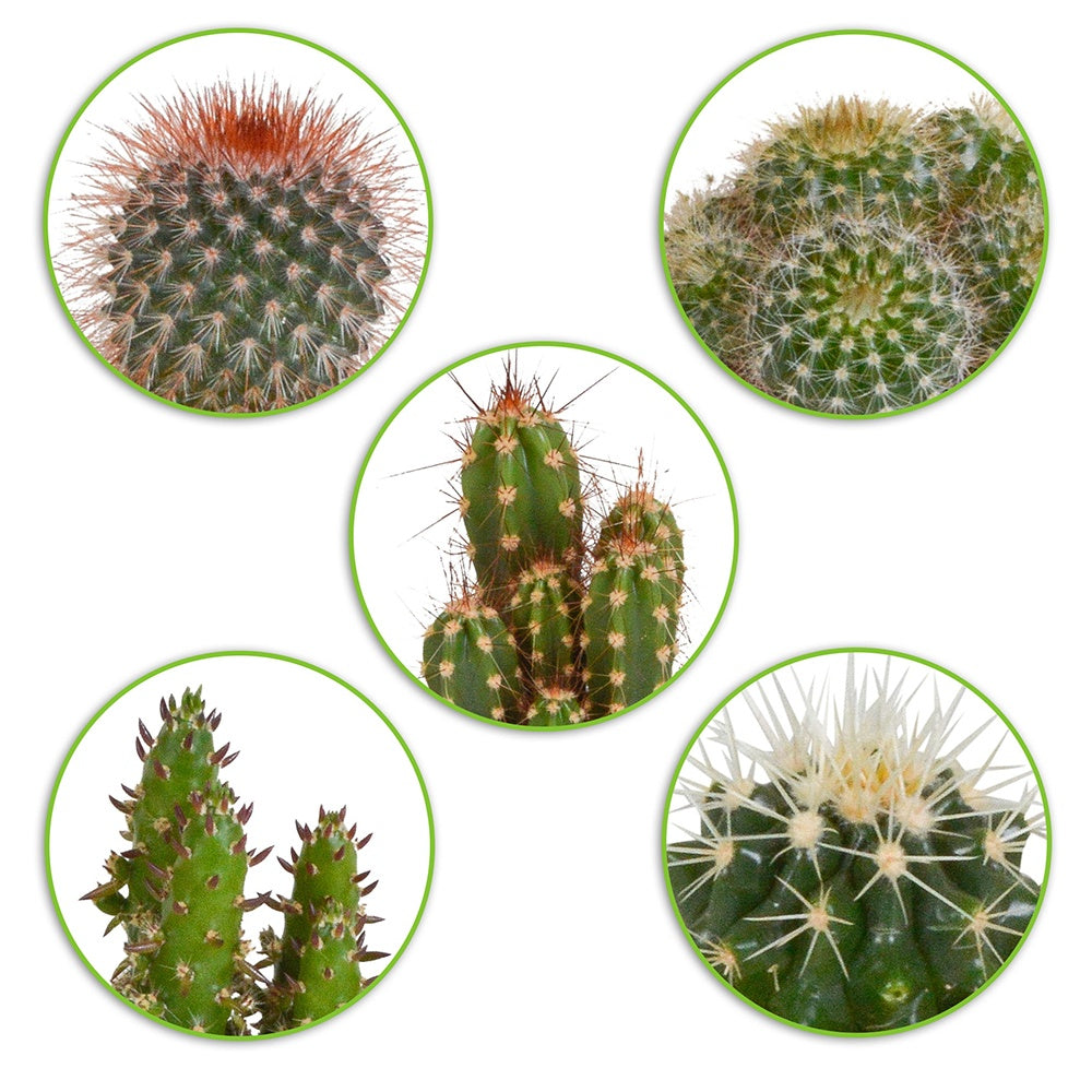 5 cactus en mélange - Mamilaria, Echinocactus, Eriocactus, Opuntiae -  mamilaria, echinicactus, eriocactus, opuntia & eriocactus