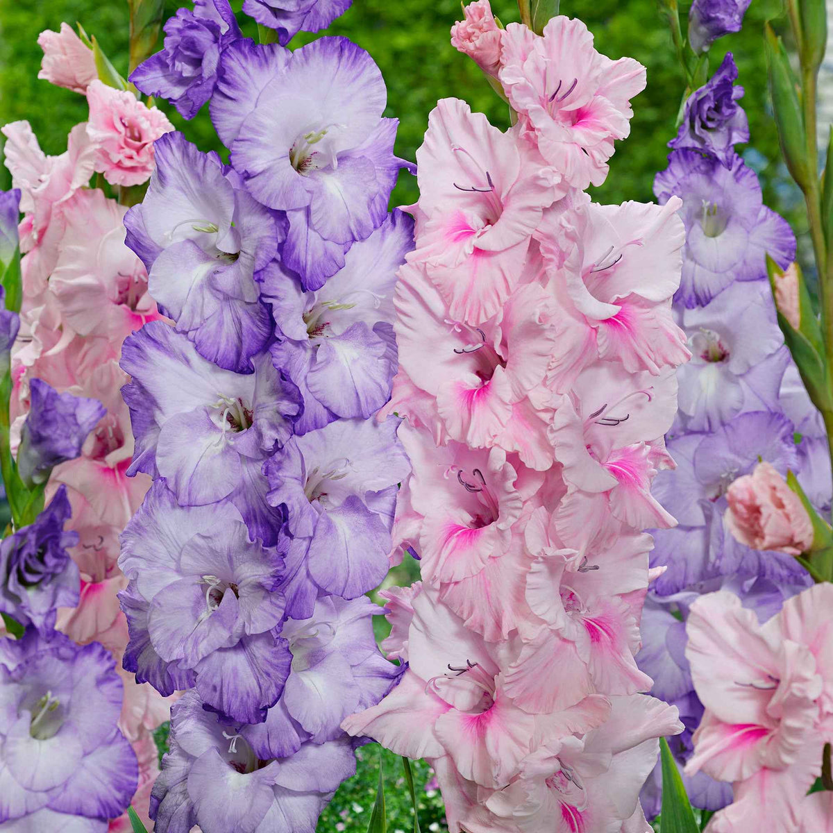 2 Glaïeuls Sweet Pastel Beauty en mélange - Gladiolus 'sweet pastel beauty' - Plantes