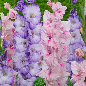 2 Glaïeuls Sweet Pastel Beauty en mélange - Gladiolus 'sweet pastel beauty' - Plantes
