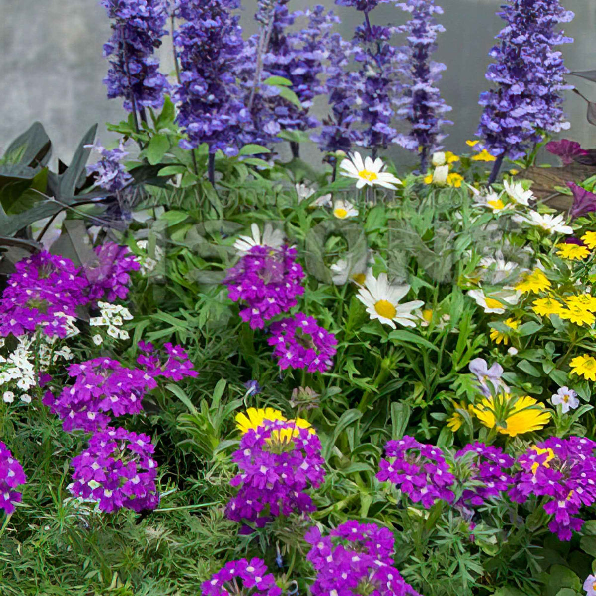 3 plantes vivaces de jardin 'Bee Friendly' en mélange - Salvia, verbena, bidens - Plantes