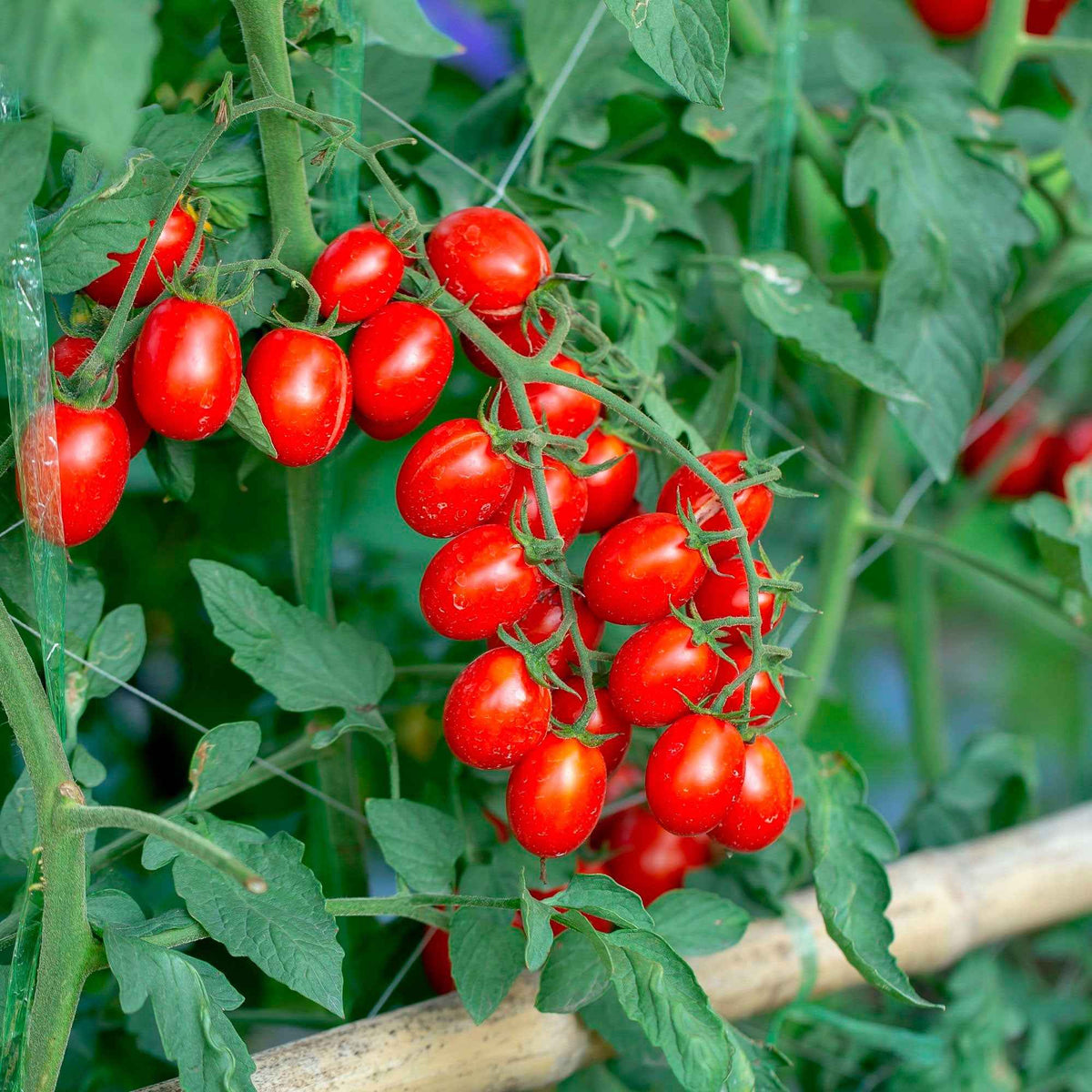 Tomate cerise 'Koralik' - Solanum lycopersicum 'koralik' - Potager