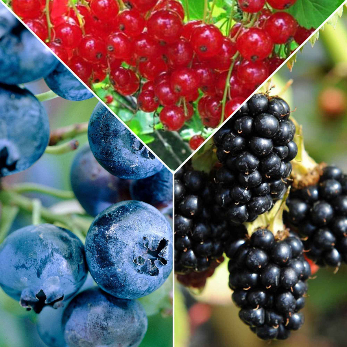 Collection de 3 arbustes fruitiers spécial confiture : groseiller, myrtiller, mûrier - Ribes rubrum 'jonkheer van tets', rubus fruticosus 'black satin', vac - Plantes