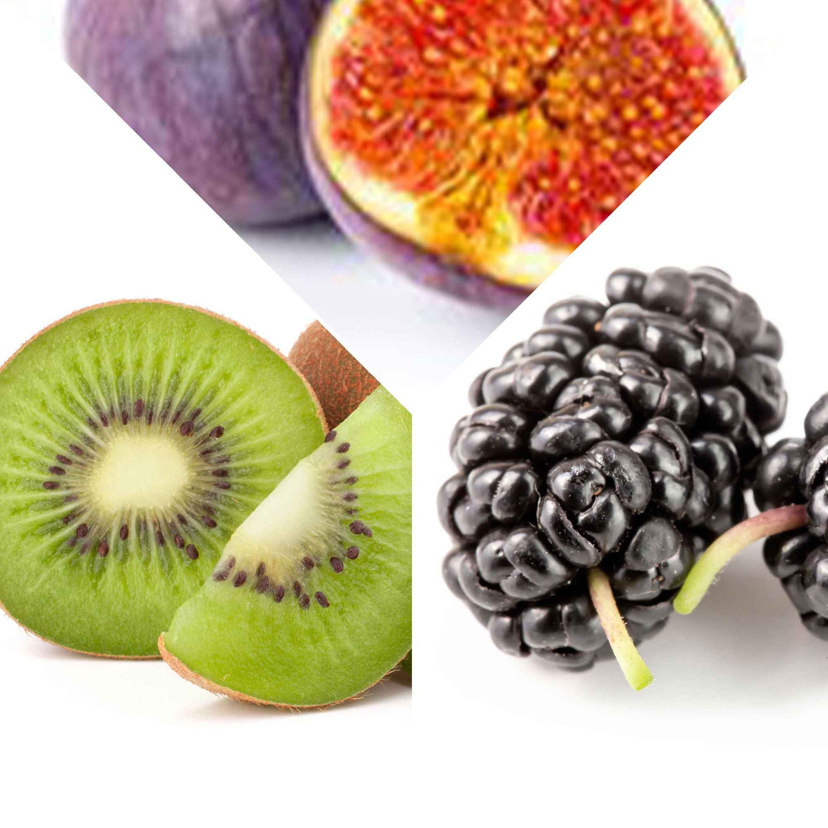 Collection de 3 fruitiers d'été : Figuier, Mûrier, Kiwi - Morus nigra 'mulle', ficus gustissimo 'perretta', actinidia delciosio - Plantes