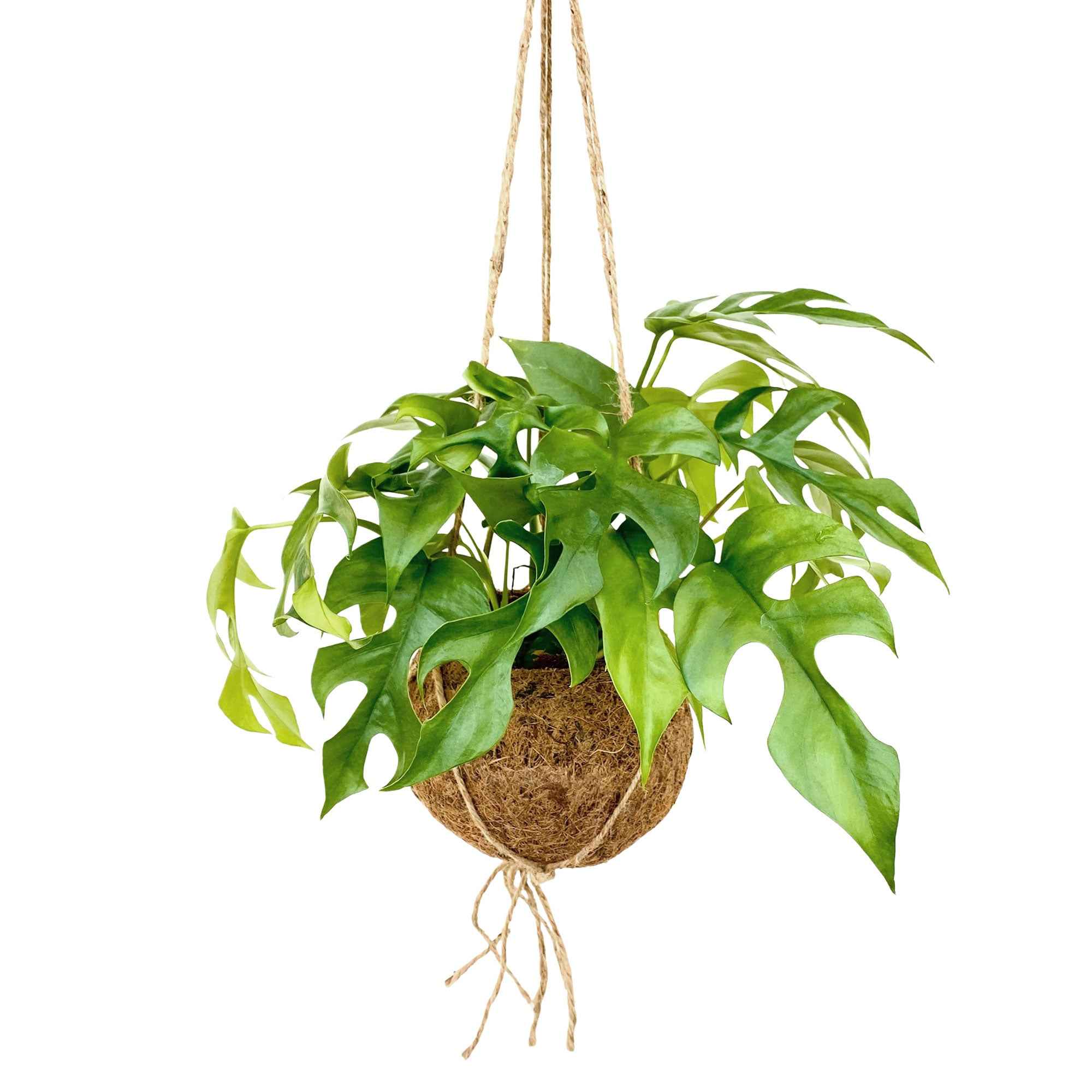Philodendron 'Vague Blanche' – Plante D'Intérieur Pot 12 Cm Hauteur 20-30 Cm – Feuilles Rayées Blanc Vert Spectaculaires