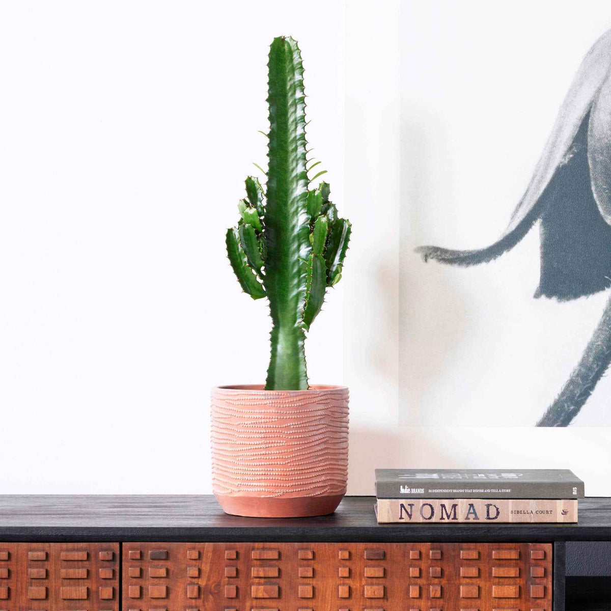 Euphorbe cactiforme - Willemse