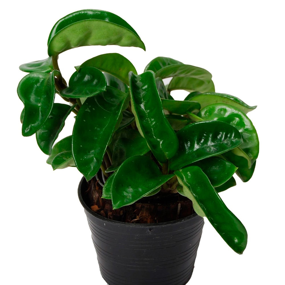 Hoya Carnosa 'Krinkle' - Willemse