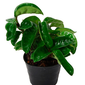 Hoya Carnosa 'Krinkle' - Willemse