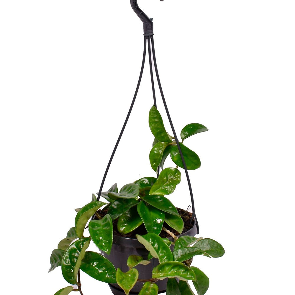 Hoya carnosa krinkle - Hoya Carnosa 'Krinkle' - Plantes fleuries