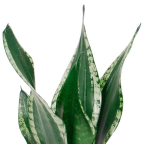 Sansevière 'Grey Stripe' - Sansevie.tri.grey stripe - Willemse