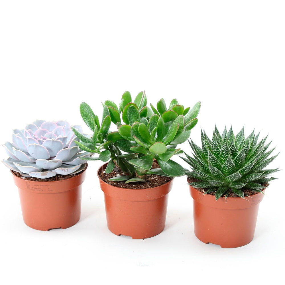Collection de 3 succulentes - Aloé, Echeveria, Crassula - Aloe , Echeveria , Crassula - Plantes