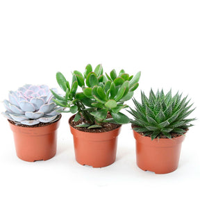 Collection de 3 succulentes - Aloé, Echeveria, Crassula - Aloe , Echeveria , Crassula - Cactus et plantes grasses