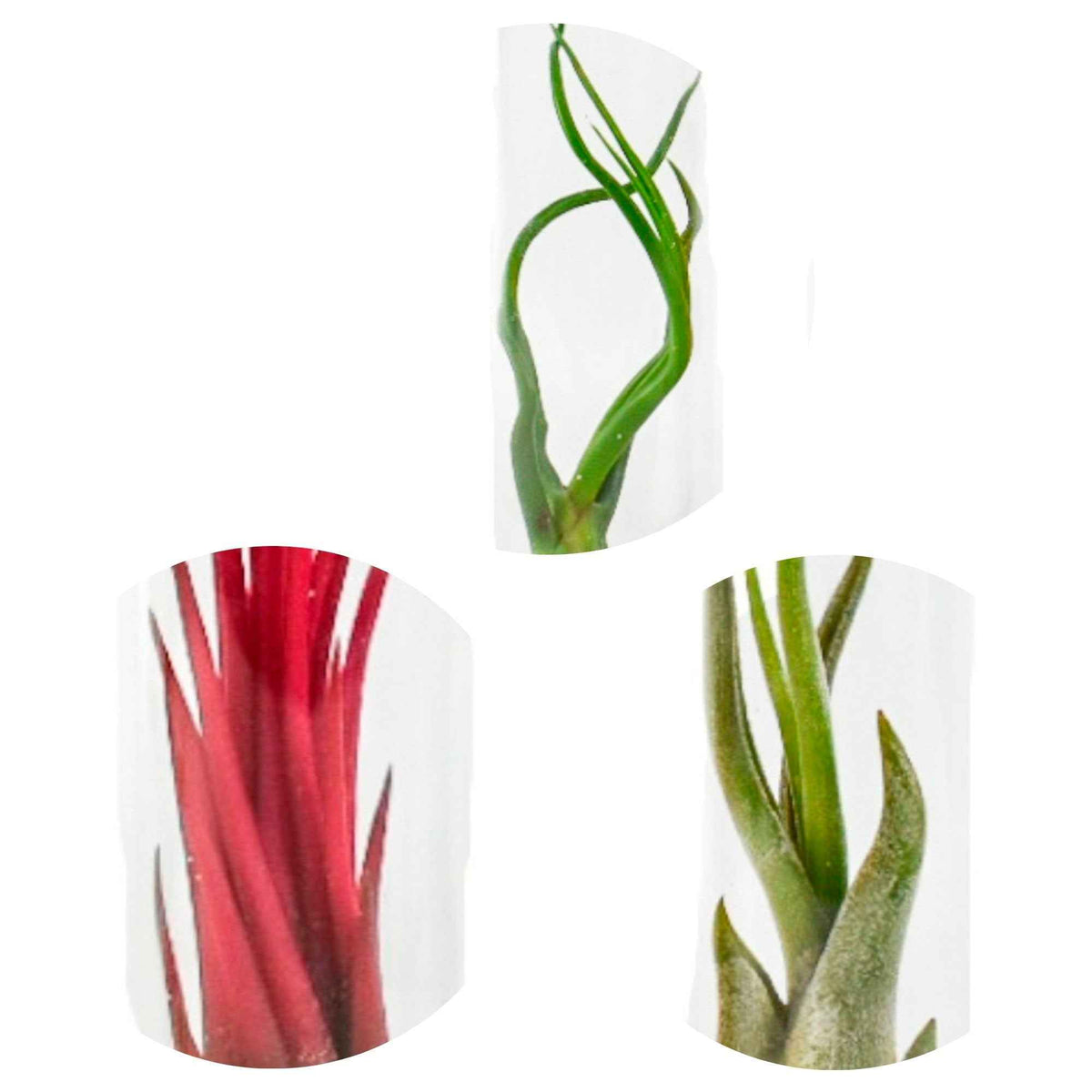Collection de Tillandsias avec tubes en verre - Tillandsia ionantha, tillandsia caput-medusae, tillandsia bulbosa - Plantes d'intérieur