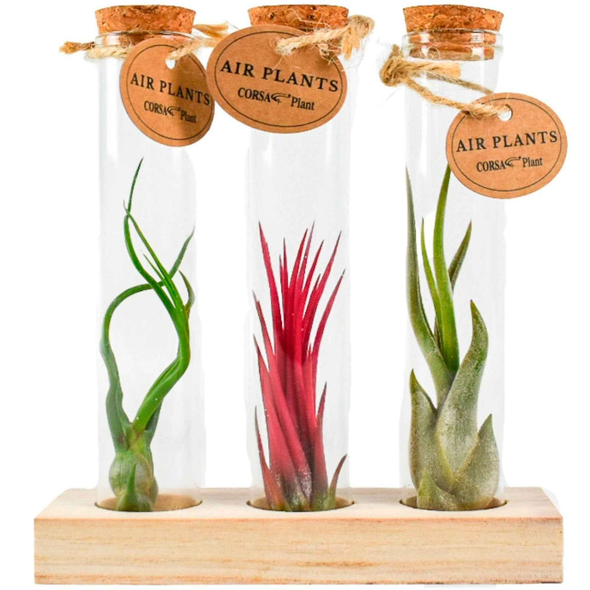 Collection de Tillandsias avec tubes en verre - Tillandsia ionantha, tillandsia caput-medusae, tillandsia bulbosa - Plantes