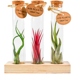 Collection de Tillandsias avec tubes en verre - Tillandsia ionantha, tillandsia caput-medusae, tillandsia bulbosa - Plantes