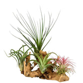 Tillandsias sur support en bois - Willemse