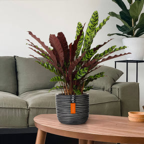 Calathea - Calathéa Insigne - Calathea insignis
