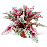 Bégonia Maui Sunset - Willemse