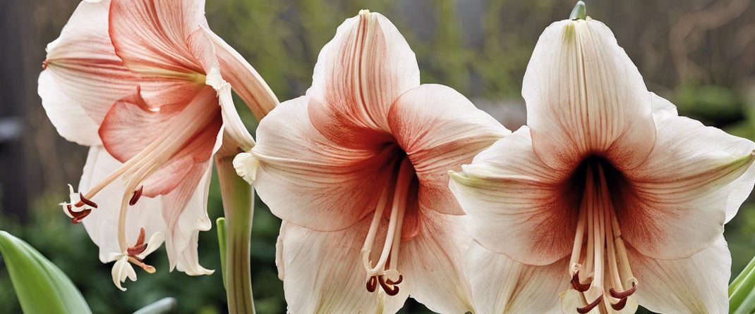 Amaryllis Bulbe Clown - 1 Pièce - Bulbes à Fleurs Grand Format 26/30 - Naturelle Plantes De Hollande - Hippeastrum (pas De Graines, Sans Cire, Non Artificielle