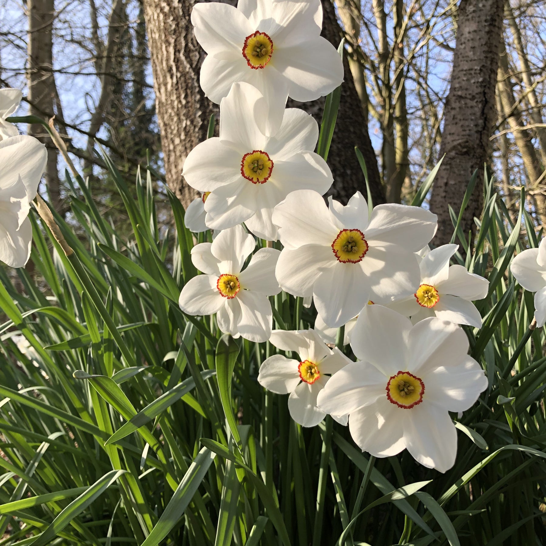 10 Narcisses des poètes Actea - Narcissus actea - Plantes