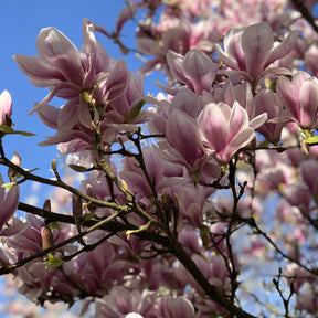 Magnolia de Soulange - Magnolia soulangeana - Magnolias