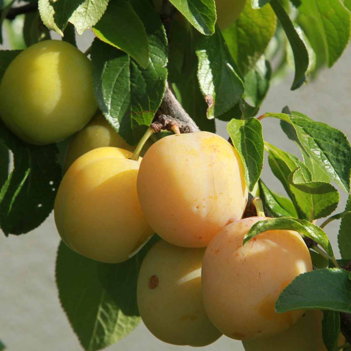 Prunier Reine-Claude Dorée - Prunus domestica reine-claude dorée - Plantes