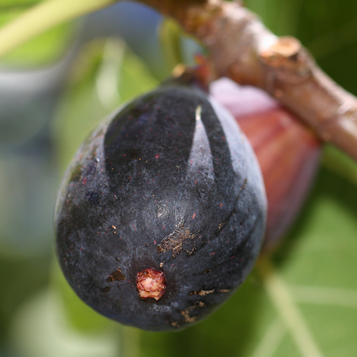Figuier Brogiotto Noir - Ficus carica brogiotto noir - Plantes