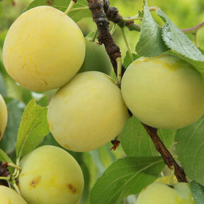 Prunier Reine-Claude d’Oullins - Prunus domestica reine-claude d'oullins - Fruitiers Arbres et arbustes