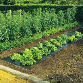 Film noir - Willemse