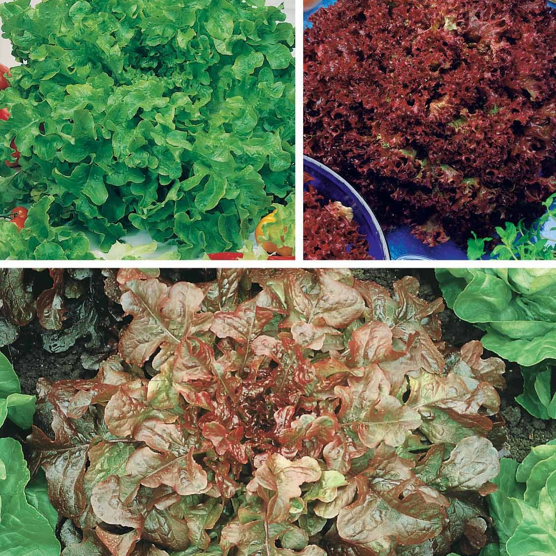 Collection de salades à couper - Collection salades à couper : Feuille de chêne, Lollo rossa, Red sala - Potager