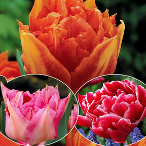 Collection de 30 Tulipes doubles Murillo - Tulipa murillo 'willemsoord' 'willem van orange' ' - Plantes