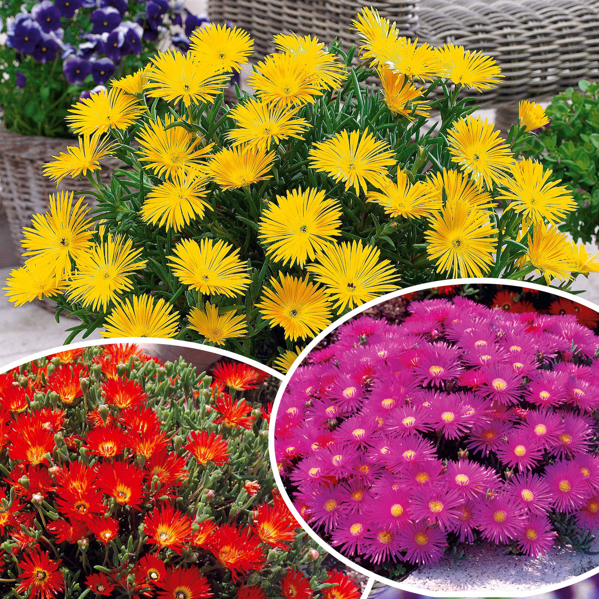 Collection de 6 Ficoïdes : jaunes, violettes, rouges - Lampranthus aurantiacus - Plantes