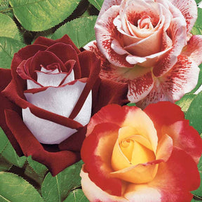 Collection de 3 Rosiers buissons : Osiria, Famosa, Double Delight - Rosa 'osiria', 'famosa','double delight' - Plantes