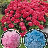 Collection de 3 Hortensias : rouge, bleu, rose - Hydrangea macrophylla - Plantes