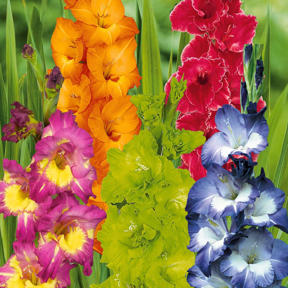 50 Glaïeuls pour un jardin multicolore en mélange - Willemse