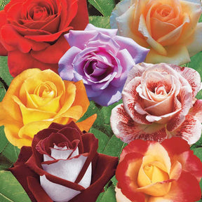 Collection de 7 Rosiers buissons - Rosa Osiria, Malaga, Blue moon, La magie du Parfum, Whisky, Famosa, Double Delight - Plantes