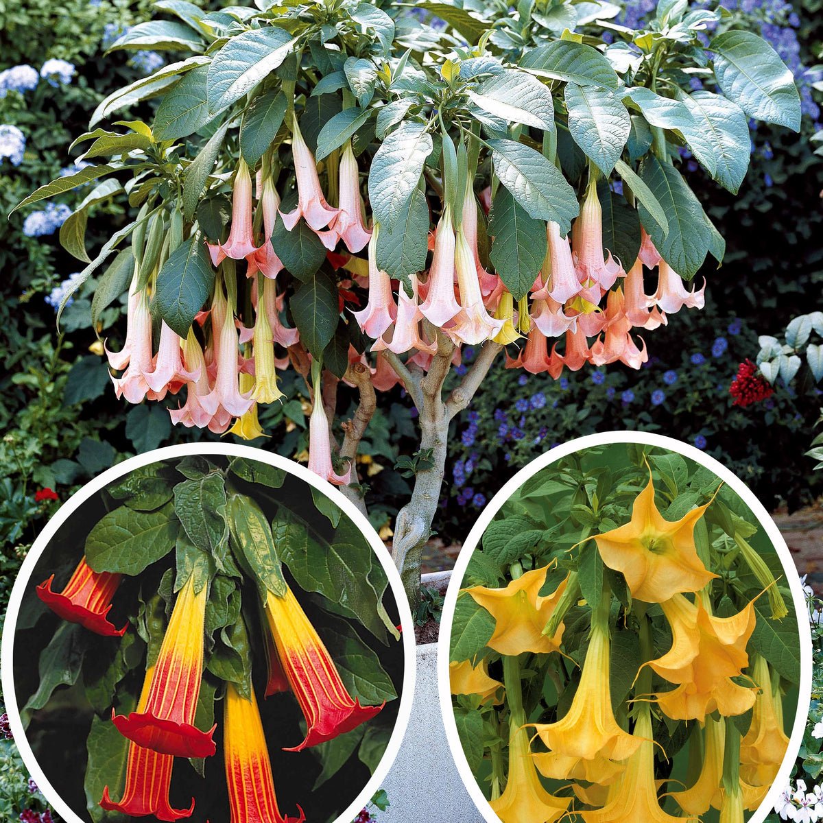 Collection de 3 Brugmansias : rouge et or, jaune, rose - Brugmansia - Plantes