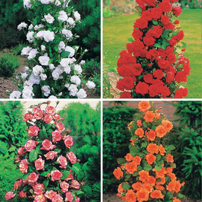 Collection de 4 Rosiers arbustes : Shalom, Korbin, Westerland, Handel - Rosa shalom + haendel + westerland+korbin - Plantes