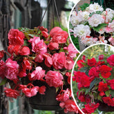 9 Bégonias parfumées en mélange - Begonia 'red glory', 'angélique''pink delight' - Plantes