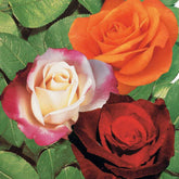 Collection de 3 Rosiers sans entretien - Rosa doris tysterman, nostalgie, barkarole - Plantes