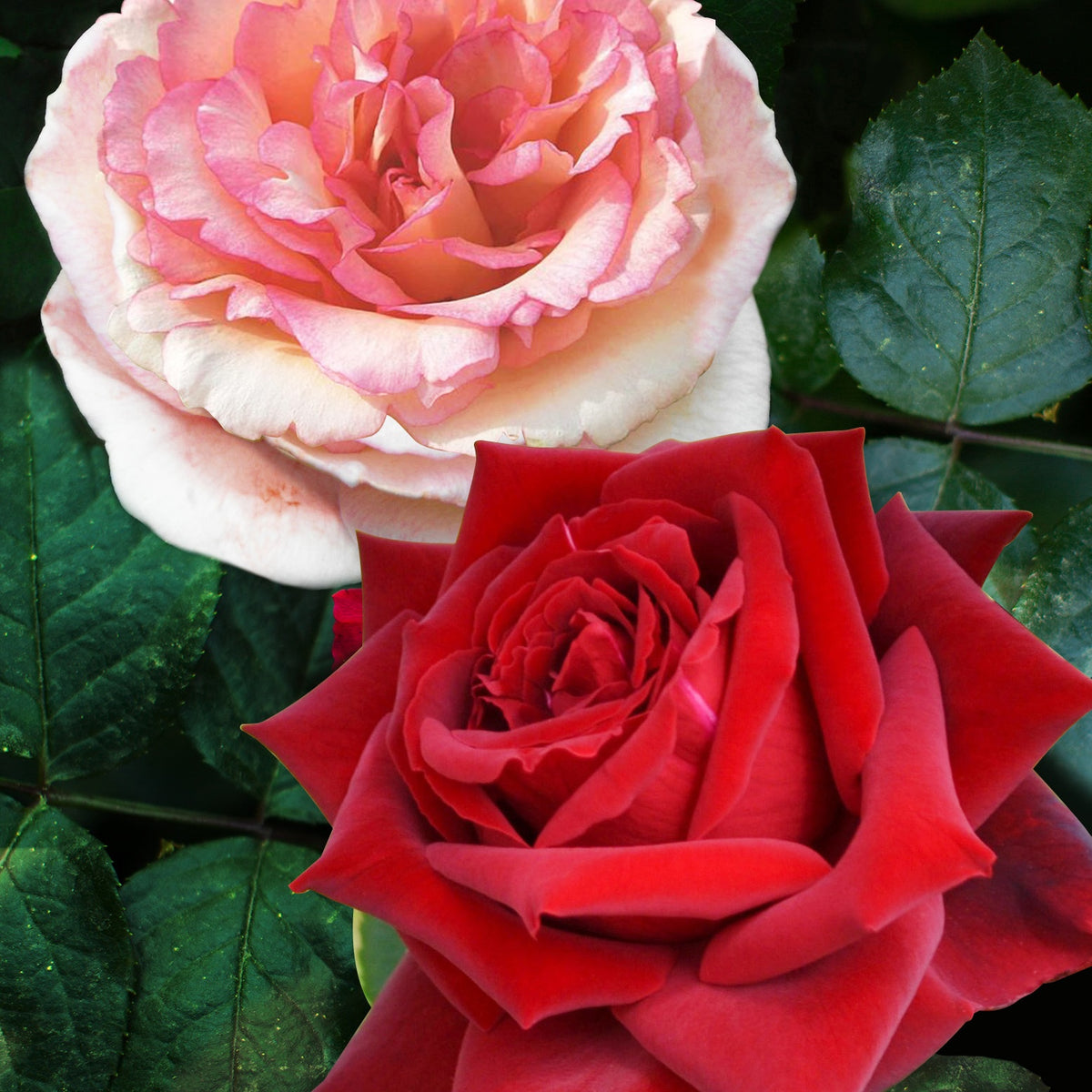 2 Rosiers buissons résistants aux maladies - Rosa Grande Amore, Souvenir de Baden Baden - Rosiers